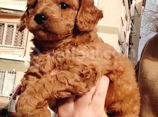 Red Toy Poodle Yavrular görsel