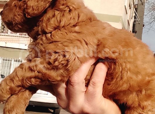 Red Toy Poodle Yavrular görsel