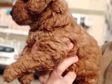 Red Toy Poodle Yavrular