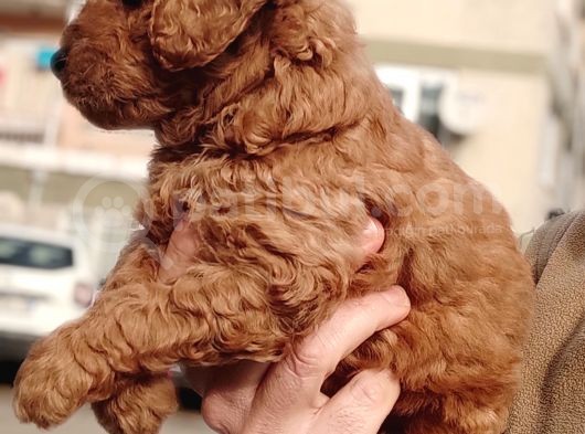 Red Toy Poodle Yavrular görsel