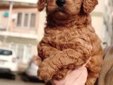 Red Toy Poodle Yavrular