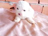 Maltesse Terrier Güzel Yavrumuz