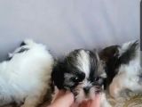 Pufidik Shıhtzu Kuzucuklar
