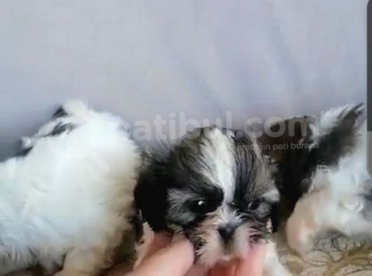 Pufidik Shıhtzu Kuzucuklar görsel