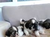 Pufidik Shıhtzu Kuzucuklar