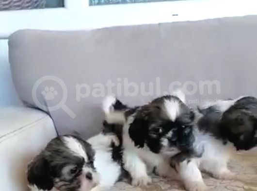 Pufidik Shıhtzu Kuzucuklar görsel