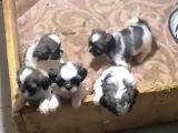 Pufidik ShıhTzu Kuzucuklar