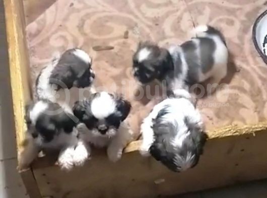 Pufidik Shıhtzu Kuzucuklar