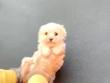 Maltesse Terrier Ufak Cinsler