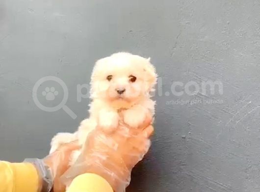 Maltesse Terrier Ufak Cinsler görsel