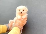 Maltesse Terrier ufak cinsler