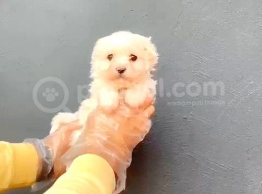 Maltesse Terrier Ufak Cinsler