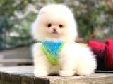 Pomeranian Teddyface Suratlı Bebeklerim