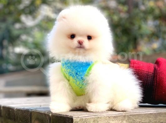 Pomeranian Teddyface Suratlı Bebeklerim görsel