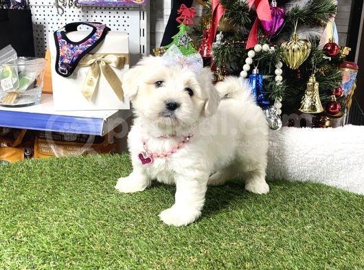 Mini Sevimli Maltese Bebekler görsel