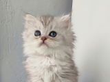Scotti̇sh Strai̇ght Longhai̇r Si̇lver Yavrular