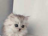 Scotti̇sh Strai̇ght Longhai̇r Si̇lver Yavrular