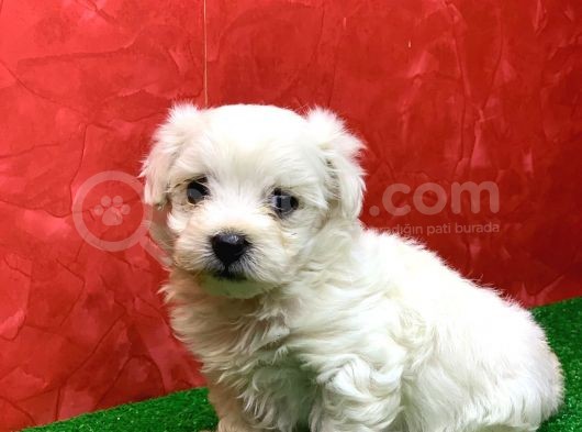 Kar Beyaz Erkek Maltese Yavrumuz görsel