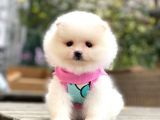 Pomeranian Teddyface Suratlı Bebeklerim