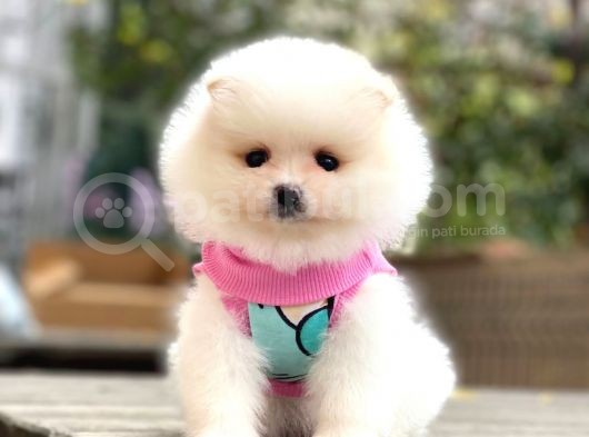 Pomeranian Teddyface Suratlı Bebeklerim görsel
