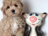 Sevimli Maltipoo Mini Boy Yavrular