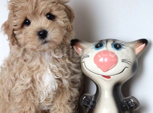 Sevimli Maltipoo Mini Boy Yavrular