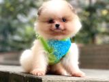 Pomeranian Teddyface Suratlı Bebeklerim