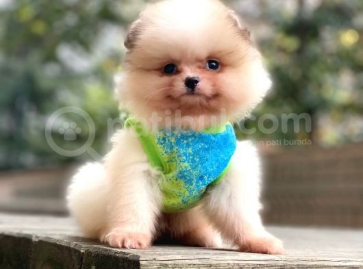 Pomeranian Teddyface Suratlı Bebeklerim