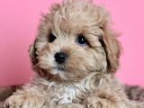 Mini Dizayn Irk Maltipoo Yavrular
