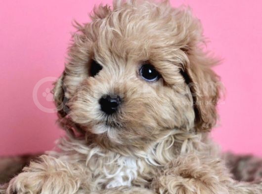 Mini Dizayn Irk Maltipoo Yavrular görsel