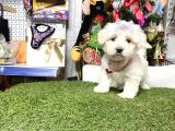 Mini Sevimli Maltese Bebekler