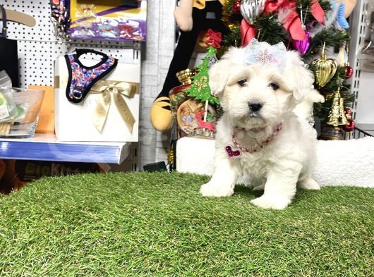 Mini Sevimli Maltese Bebekler görsel