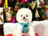 Ayıcık Surat Boo Pomeranian Yavrular