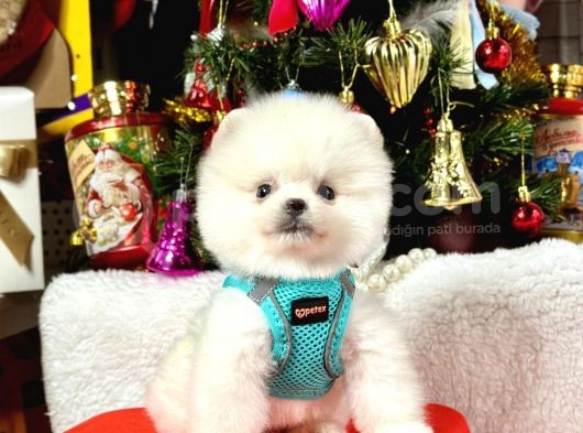 Ayıcık Surat Boo Pomeranian Yavrular