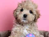 Mini Dizayn Irk Maltipoo Yavrular