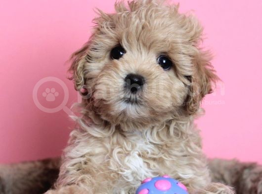 Mini Dizayn Irk Maltipoo Yavrular görsel