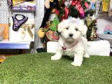 Mini Sevimli Maltese Bebekler