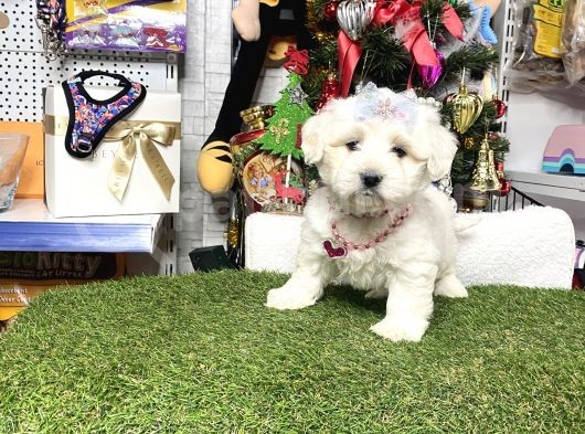 Mini Sevimli Maltese Bebekler