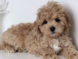 Sevimli Maltipoo Mini Boy Yavrular