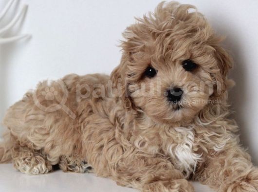 Sevimli Maltipoo Mini Boy Yavrular görsel