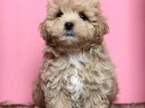Mini Dizayn Irk Maltipoo Yavrular