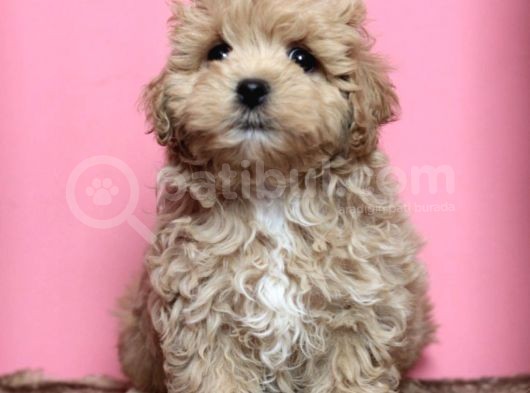 Mini Dizayn Irk Maltipoo Yavrular