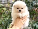 Pomeranian Teddyface Suratlı Bebeklerim