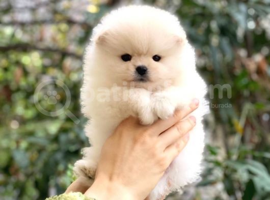 Pomeranian Teddyface Suratlı Bebeklerim görsel