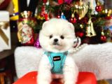 Ayıcık Surat Boo Pomeranian Yavrular