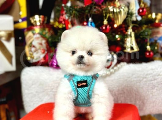 Ayıcık Surat Boo Pomeranian Yavrular görsel
