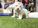 Mini Sevimli Maltese Bebekler