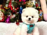 Ayıcık Surat Boo Pomeranian Yavrular