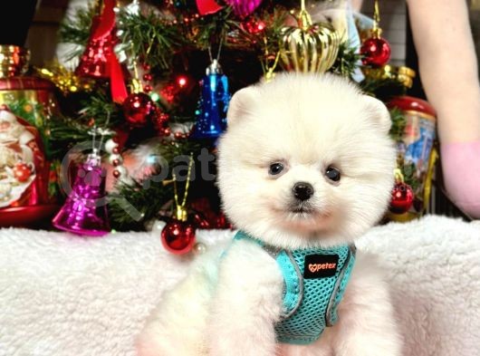Ayıcık Surat Boo Pomeranian Yavrular görsel