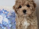 Sevimli Maltipoo Mini Boy Yavrular